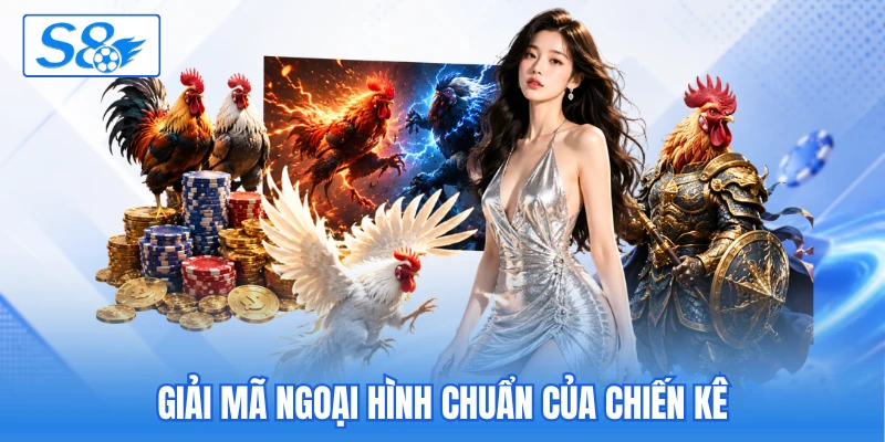 Giải mã ngoại hình chuẩn của chiến kê Giải mã ngoại hình chuẩn của chiến kê