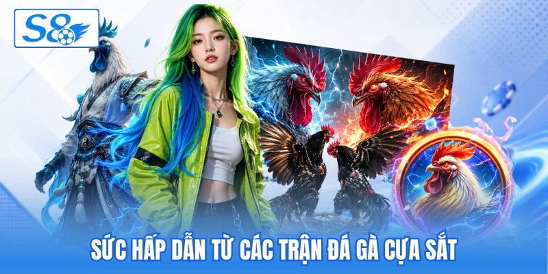 Sức hấp dẫn từ các trận đá gà cựa sắt Sức hấp dẫn từ các trận đá gà cựa sắt